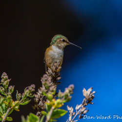 Annas Hummingbird-1