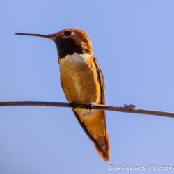 Rufous Hummingbird-5