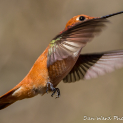 Rufous Hummingbird-7