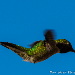 Anna's Hummingbird-Puerto Penadco-2 (1 of 1)