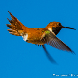 Rufous Hummingbird-Puerto Penadco-1 (1 of 1)