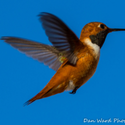 Rufous Hummingbird-Puerto Penadco-2 (1 of 1)