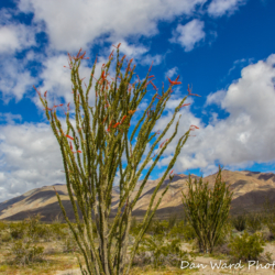 Anza-Borrego Desert State Park-13 (1 of 1)