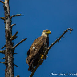 Bald Eagle-Lake Britton-June 2019-5 (1 of 1)