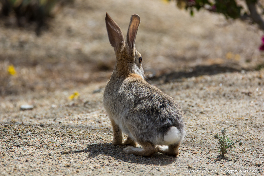 Desert Hot Springs Wildlife-Spring 2020 – BB Photography Studio