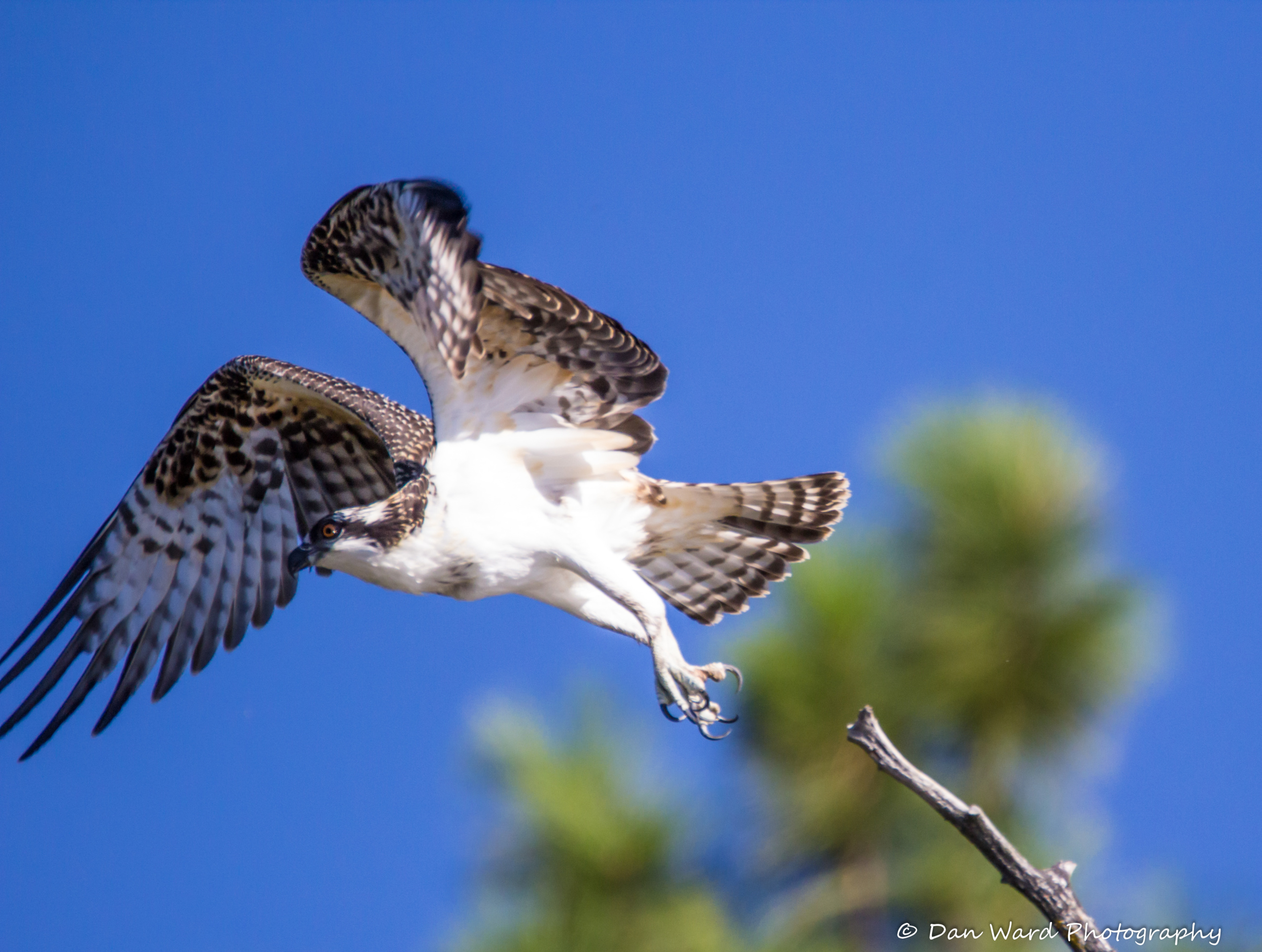 Go Ceremonial Thunder Osprey Eagles! The Story Behind the Seattle