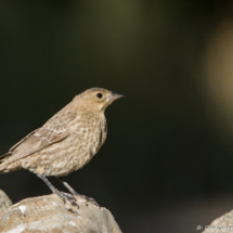 Brown-headed Cowbird-Immature-01