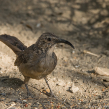 California Thrasher-11