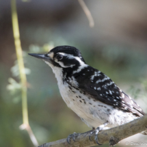 Nuttall's Woodpecker-Female-01 (2)