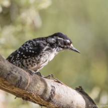 Nuttall's Woodpecker-Female-04