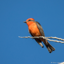 Vermilion Flycatcher-Male-05