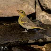 Western Tanager-Female-01