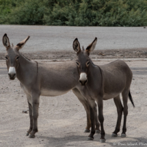 Wild Burros of Colorado River-04