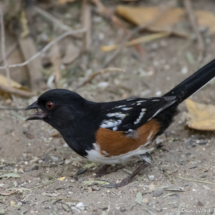 Spotted Towhee-08