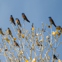 Western Bluebirds-A Bunch-03