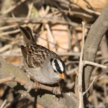 White-crowned Sparrow-Male-12