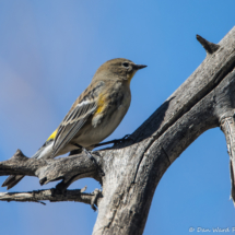 Yellow-rumped Warbler-05