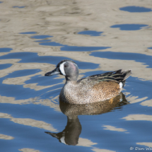 Blue-winged Teal-01