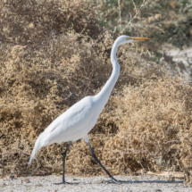 Great Egret-02