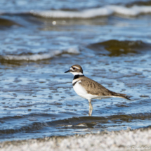 Killdeer-02