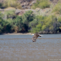 Bald Eagle in Flight-04