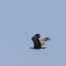 Bald Eagle in Flight-05