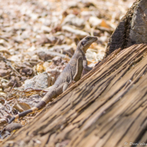 Common Chuckwalla Lizard-01