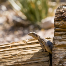 Common Chuckwalla Lizard-02