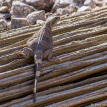 Common Chuckwalla Lizard-07