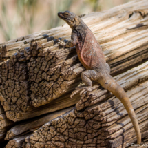 Common Chuckwalla Lizard-13