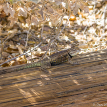 Desert Spiny Lizard-1