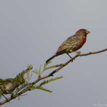 House Finch-Male-01