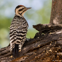 Ladderbacked Woodpecker-Male-04