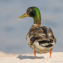 Mallard-Male-01