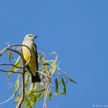 Western Kingbird-02