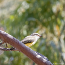 Western Kingbird-13