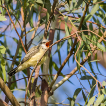 Western Kingbird-17