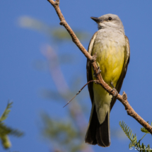 Western Kingbird-20