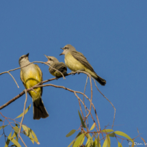 Western Kingbird Parent with Fledglings-03