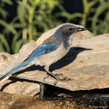 California Scrub Jay-04