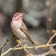 Cassin's Finch-Male-02