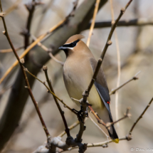 Cedar Waxwing-01