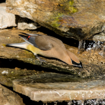 Cedar Waxwing-15