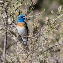 Lazuli Bunting-Male-02