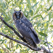 Long Eared Owl-15