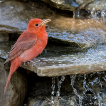 Summer Tanager-Male-26