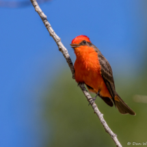 Vermilion Flycatcher-Male-16