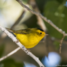 Wilson's Warbler-05