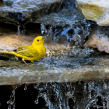 Yellow Warbler-Male-22