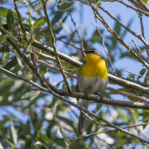 Yellow-breasted Chat-20